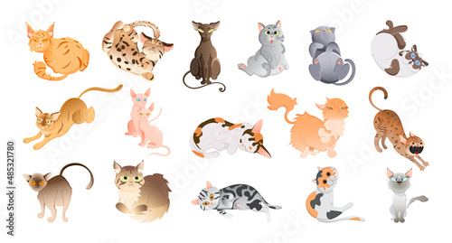 Collection of thoroughbred cartoon cats.