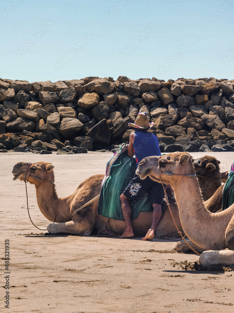 Fototapeta premium Camel caravan on the beach