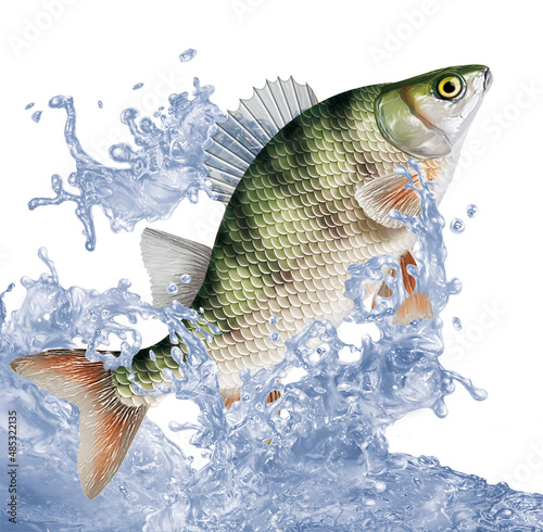 poisson, perche , pêche, animal, isolé, aliment, giclée, eau, nature, attraper, blanc, ailette, comestible, vague, sauter, douce, fleuve, lac, aquarium, queue, frais, écaillée, brut, mer, évasion, sa