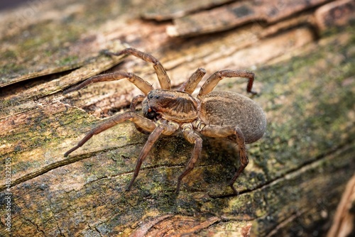 spider on a leaf