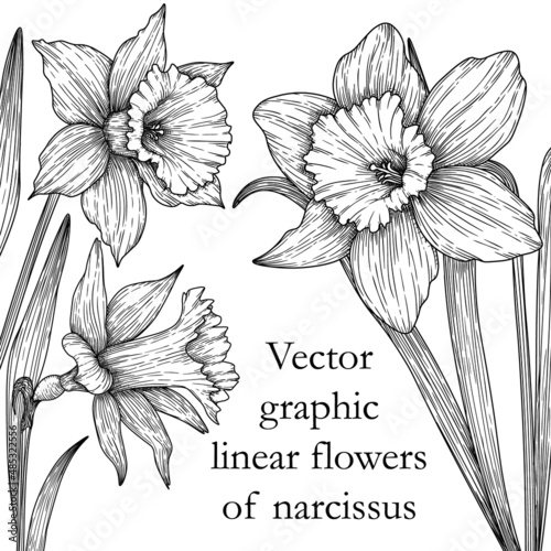 Vector illustration of three graphic linear narcissus flowers