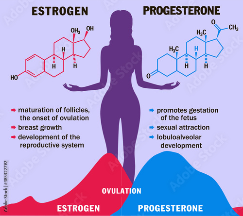 Estrogen and progesterone in balance. Infographics. Female Sex Hormones Molecule Model. Hormone and Menstrual cycle Menstruation, Follicular phase, Ovulation. Menstrual cycle diagram photo