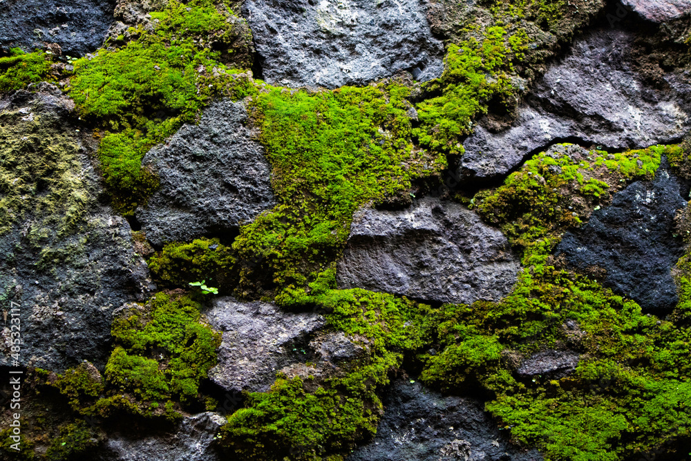Moss on the walls of the house foundation