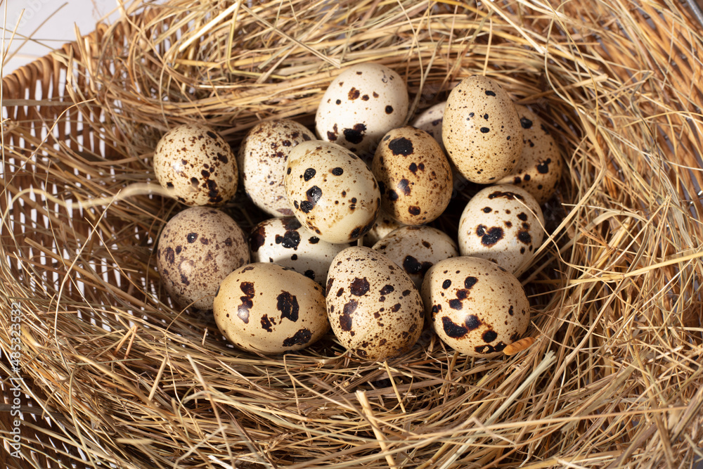 quail eggs in a nest quail eggs in a nest