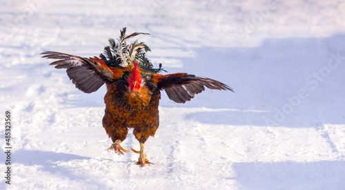 Tablou pe pânză rooster, cock runs in the winter in the snow