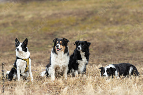 A beautiful  pack of obedient dogs - Border Collies  in several  ages from the young dog to the senior
