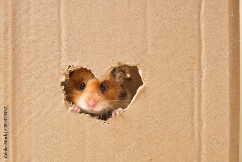cute fluffy tri-color long-haired syrian hamster peeking out of a hole in cardboard, heart-shaped hole, love for rodents photo