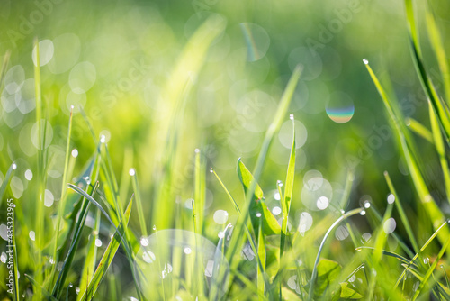 green grass with dew drops, background