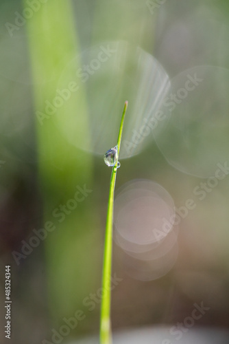 green grass with dew drop, background