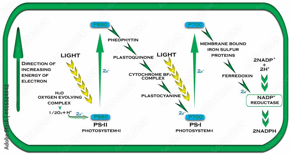 Z Scheme Of Photosynthesis