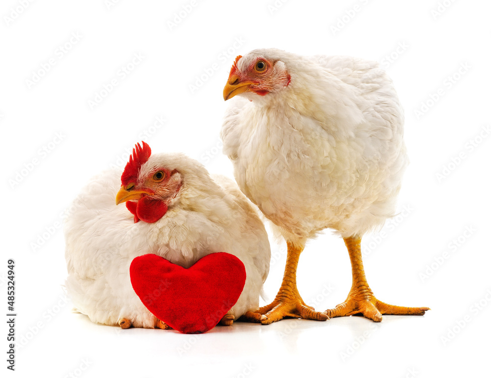 Fototapeta premium Chickens with toy heart.