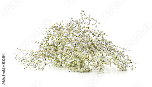Bouquet of white flowers gypsophila.