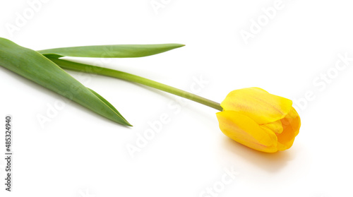 One yellow tulip.