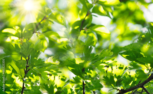Young spring leaves on branch lit by sunrays, green leaves background