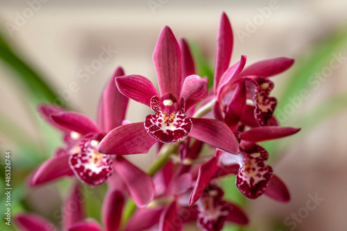 Cymbidium orchid 'Cafe Noa' a Japanese hybrid miniature cymbidium orchid with a pinkish-red flower