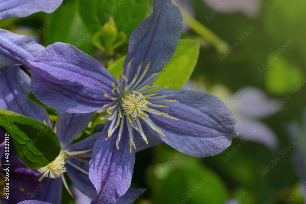 A young purple flower grows in the spring. Soft light. A young purple flower grows in the spring. Soft light.