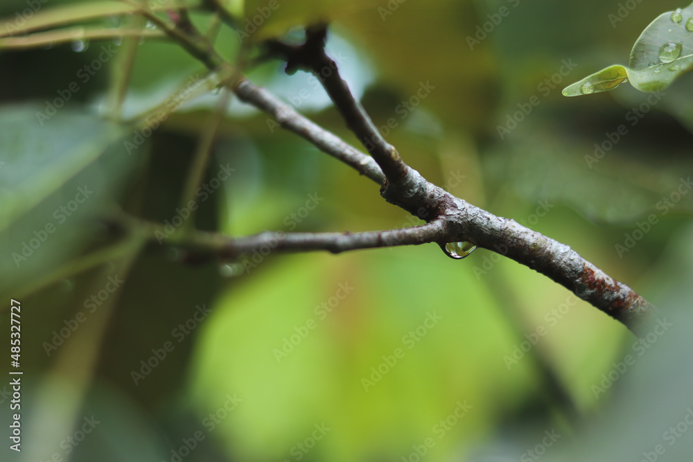 Nature of green leaf in garden at summer under sunlight. Natural green leaves plants using as spring background environment ecology or greenery wallpaper Nature of green leaf in garden at summer under sunlight. Natural green leaves plants using as spring background environment ecology or greenery wallpaper