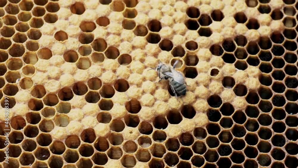 Bees on a honeycomb with honey. Bees fill honeycombs with fresh honey. Bees on a honeycomb with honey. Bees fill honeycombs with fresh honey.