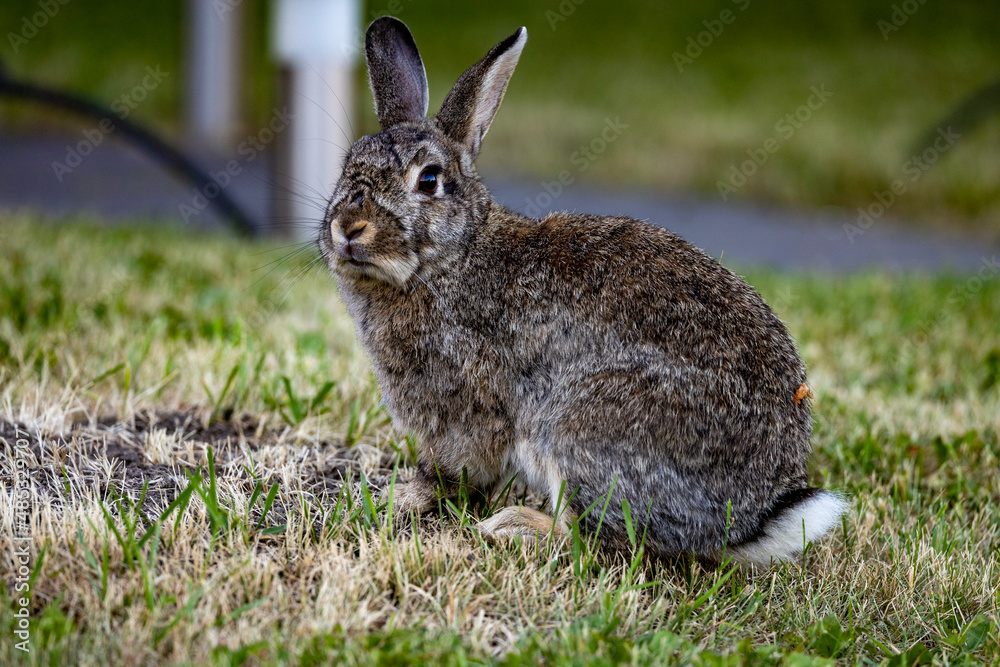 Fototapeta premium rabbit in a field