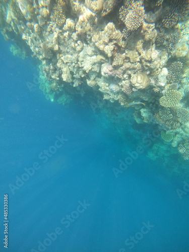 Fototapeta Naklejka Na Ścianę i Meble -  A colorful landscape with coral reef in Maldives, Ukulhas. High quality photo.
