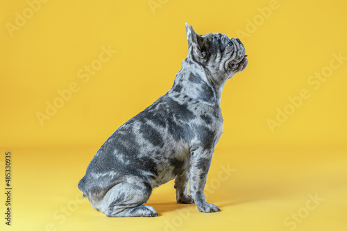 Beautiful young French Bulldog sitting on yellow background and looks up. Unusual grey merle spotted color. Funny face. Waiting for treats. Big copy space.