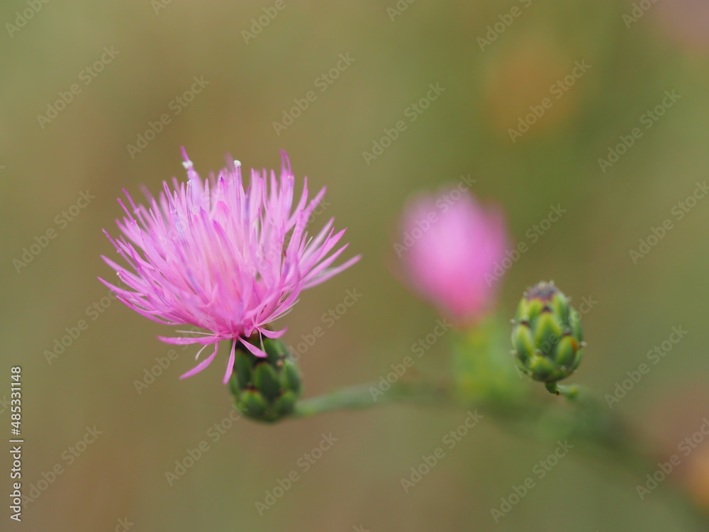 MILK THISTLE WITH GREEN BACKGROUND MILK THISTLE WITH GREEN BACKGROUND
