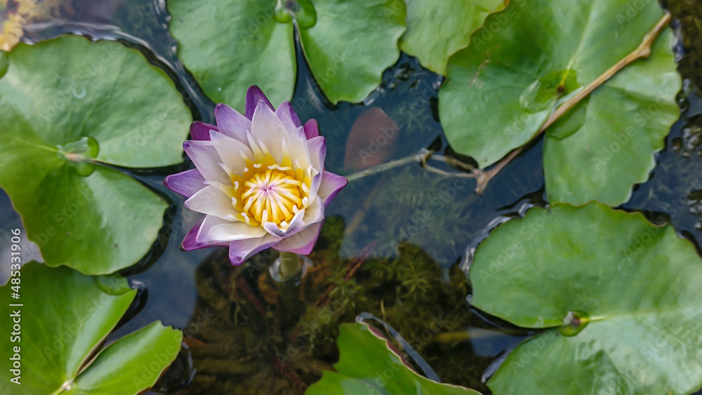 Photo of lotus flower in park from top view Photo of lotus flower in park from top view