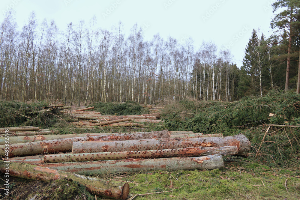 viele Baumstämme liegen nach der Holzernte in einem Waldgebiet viele Baumstämme liegen nach der Holzernte in einem Waldgebiet