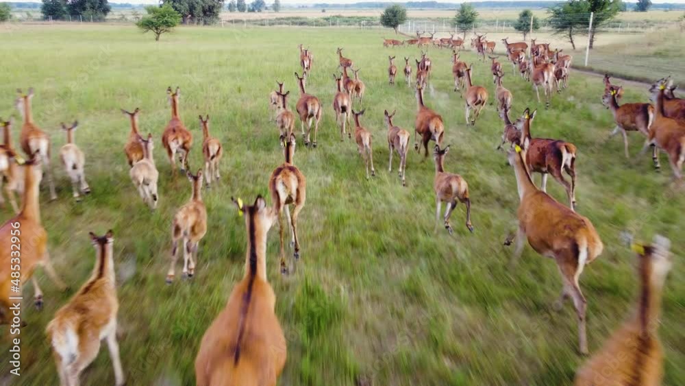 Herd of Roe Deer in National Park Nature, Deers are dangerous pests for young seedlings. Helicopter flight over wild animals. Wildlife from above