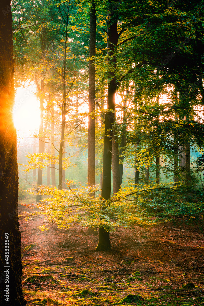 Naklejka premium The sun rises between the trees on an autumn morning in the Netherlands