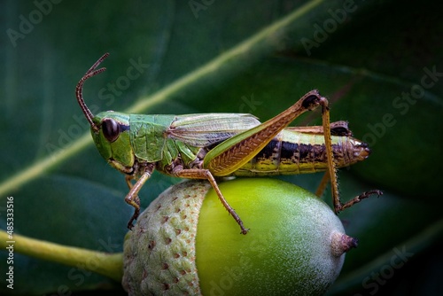 grasshopper on a leaf