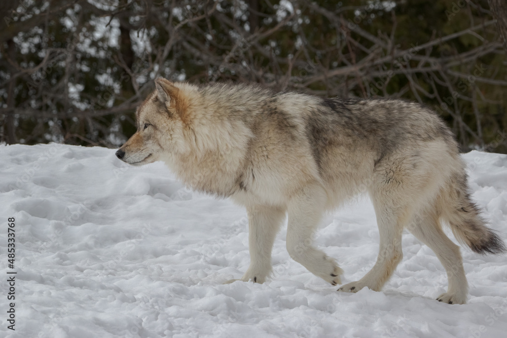 Side view closeup of timber wolf walking in snow