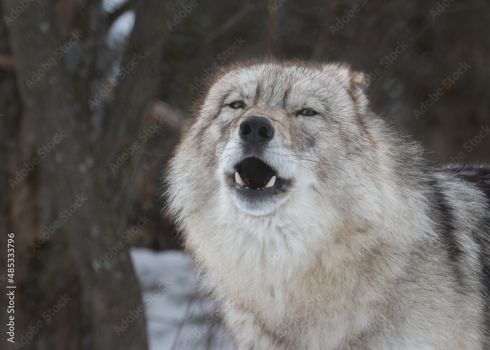 Obraz premium Extreme closeup of Gray Wolf with mouth open looking at viewer