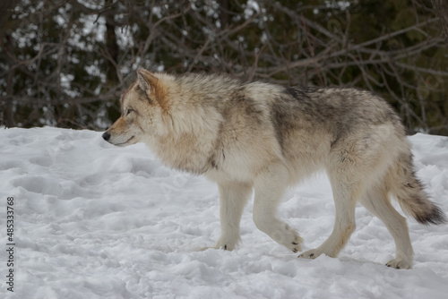 Side view closeup of timber wolf walking in snow © Jean Landry