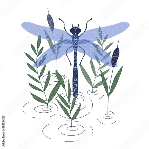 dragonfly over water with reeds, circles on the water, hand-drawn, isolated on a white background.