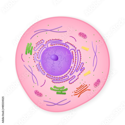 Microscopic structure of cell. Cytoplasm with elements of golgi apparatus and ribosomes accumulation of mitochondria and cytoplasm in vector endoplasmic reticulum.