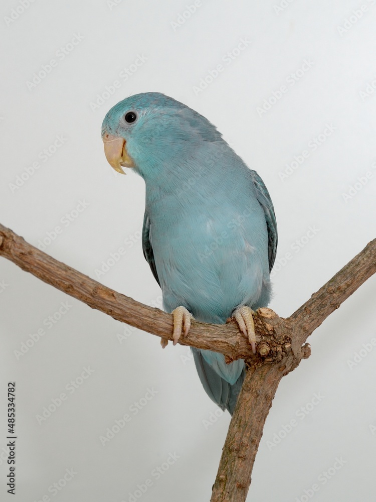 Fototapeta premium Ein Blaugenick-Sperlingspapagei der blauen Mutation (Forpus coelestis) in der Voliere.