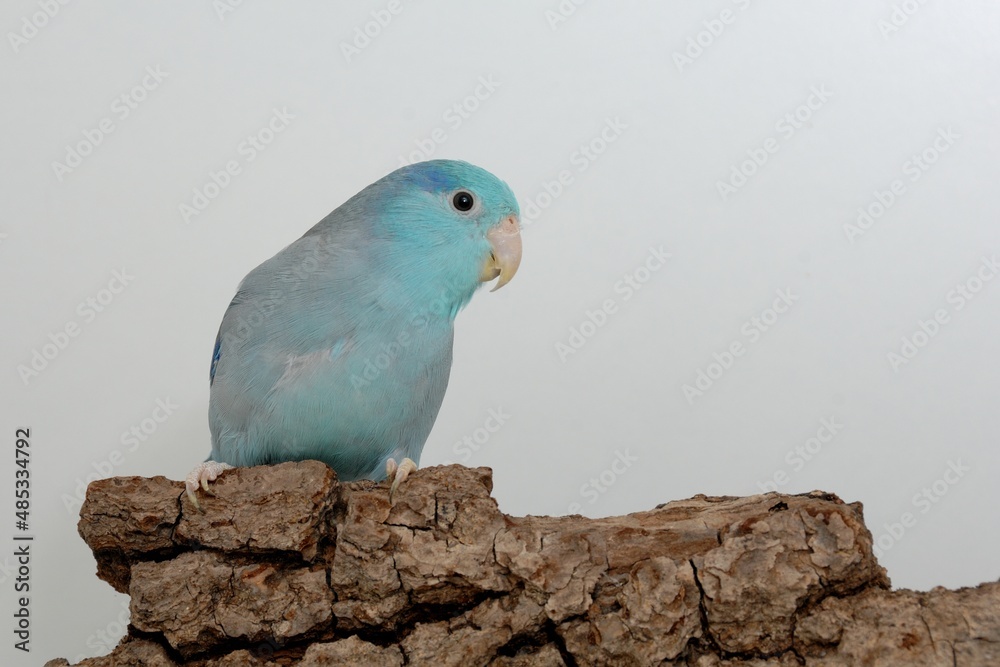 Fototapeta premium Ein Blaugenick-Sperlingspapagei der blauen Mutation (Forpus coelestis) in der Voliere.