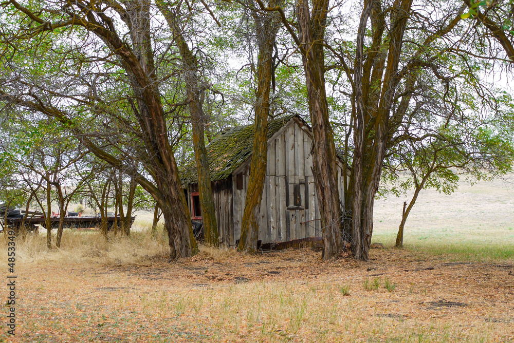 Fototapeta premium Old cabin front, Antelope, Oregon, USA