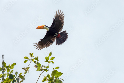 A Toco Toucan also know as Tucano voando sobre uma árvore. Species Ramphastos toco. Birdwatcher. Birding.