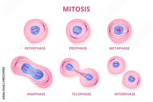 Process of division of organic cell. Stages of mitosis formation with metaphase and prophase separation in anaphase and reproduction in telophase and vector interphase. photo