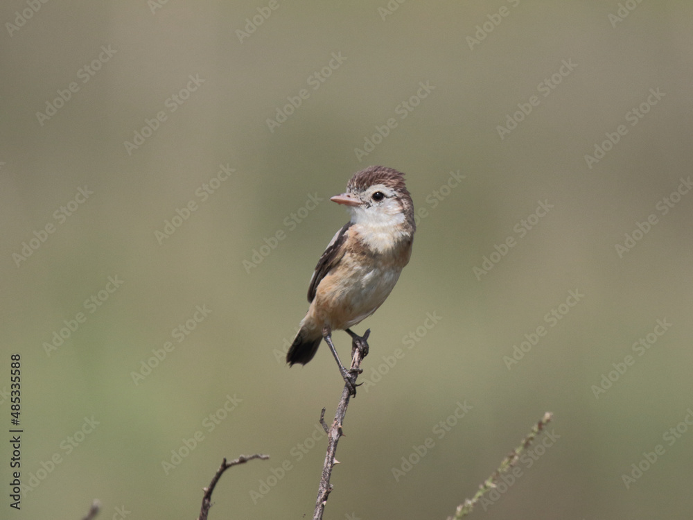 Cock-tailed Tyrant – Alectrurus tricolor - Galito