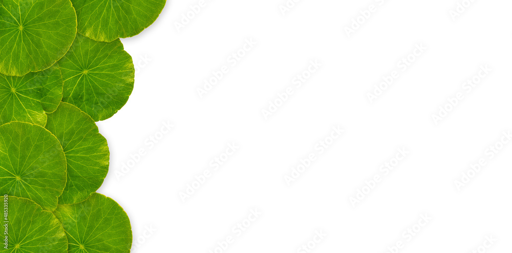 circle green leaf pattern on white background , Natural green leaves panorama background