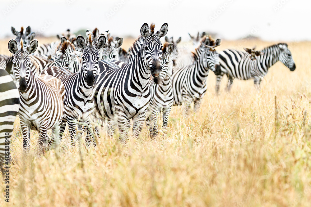 Naklejka premium シマウマの群れ