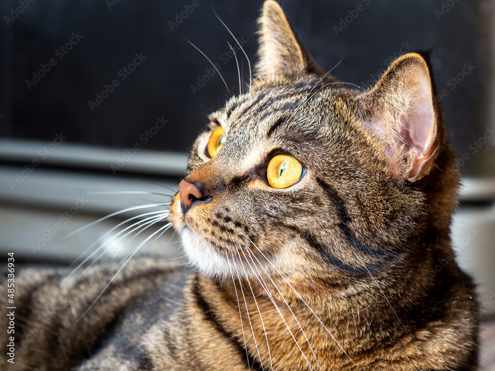 Portrait Striped Cat with Yellow Eyes . Pets.