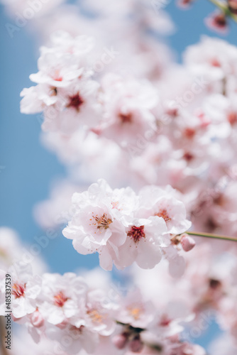 Almond blossom background.