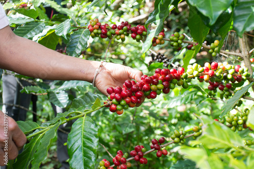 Women Hands harvesting cherry coffee bean ripe Red berry plant fresh seed coffee tree green eco organic farm. Close up hands harvest red ripe coffee seed robusta arabica berry harvesting cherry coffee