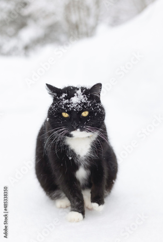 The black cat tucked his paw, sitting on the snow. Soft focus.