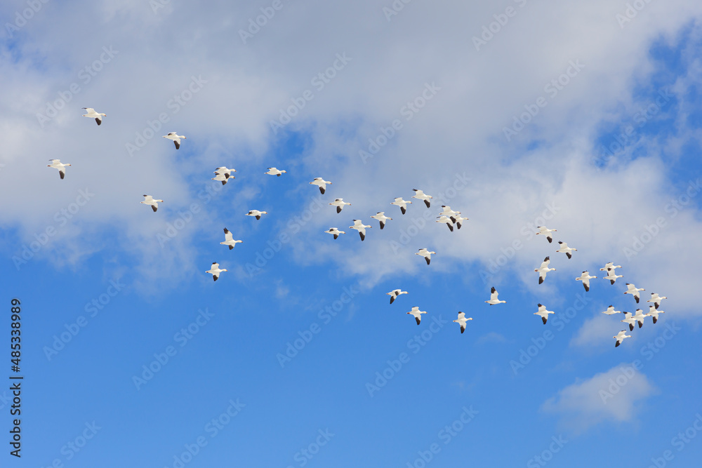 A flock of snow geese that came to Japan and flew in the blue sky of Hachinohe A flock of snow geese that came to Japan and flew in the blue sky of Hachinohe