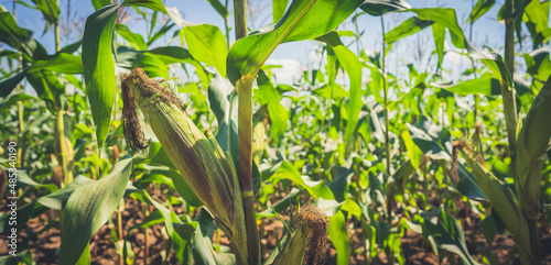 Corn field or maize  garden of organic farmland on blue sky background